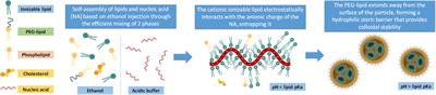 The development of highly dense highly protected surfactant ionizable lipid RNA loaded nanoparticles